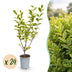 Green boutiQ - 24x Ligustrum ovalifolium Aureum - Buntblättriger Liguster - Heckenpflanzen - Immergrün - Bunt - Topf 9cm - Höhe 35-45cm Bild 1