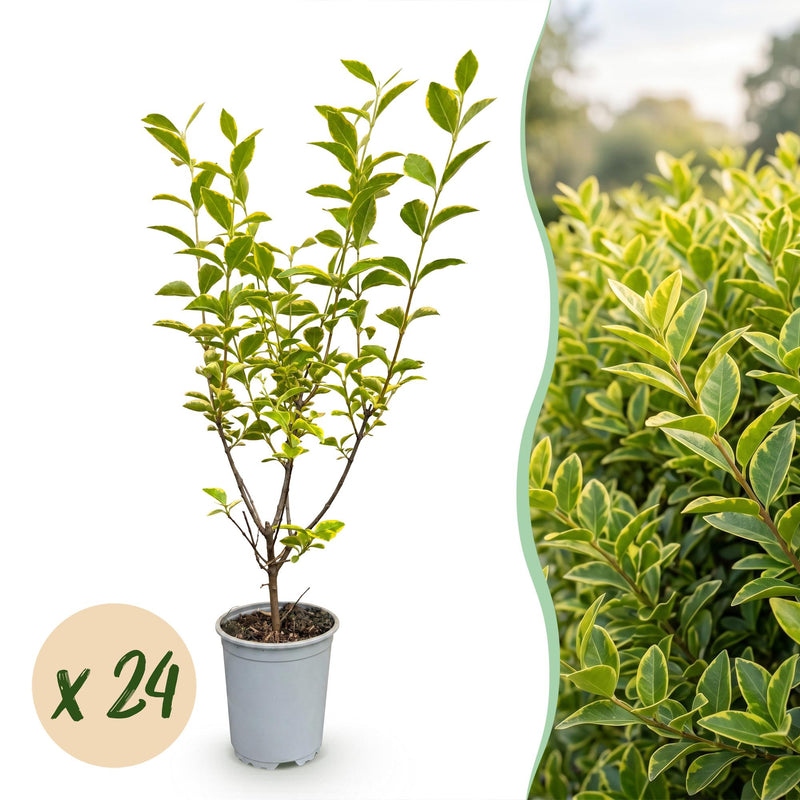 Green boutiQ - 24x Ligustrum ovalifolium Aureum - Buntblättriger Liguster - Heckenpflanzen - Immergrün - Bunt - Topf 9cm - Höhe 35-45cm
