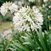 Green boutiQ - Perennial - Agapanthus africanus Albus - African Lily - Bee and Butterfly Attractors - White - 6 Plants - Pot 11cm - Height 15-25cm Bild 5