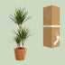 Dracaena Marginata (Ø21cm, ↕95cm) - Exotic Houseplant Bild 4
