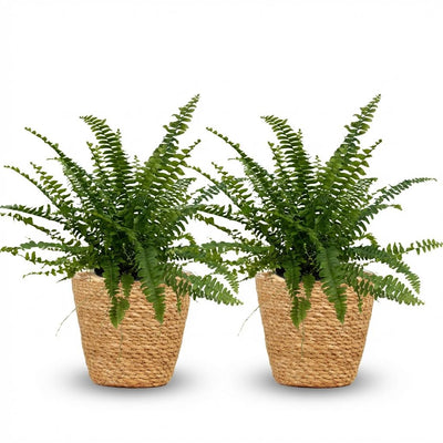 Green Lady Farn (2 Pflanzen) - Haustierfreundlich, Korb & Topf 12cm