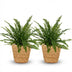 Green Lady Farn (2 Pflanzen) - Haustierfreundlich, Korb & Topf 12cm Bild 2