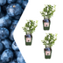 3 BIO Heidelbeerpflanzen (Vaccinium corymbosum) – Ø 13cm, 20cm Bild 1