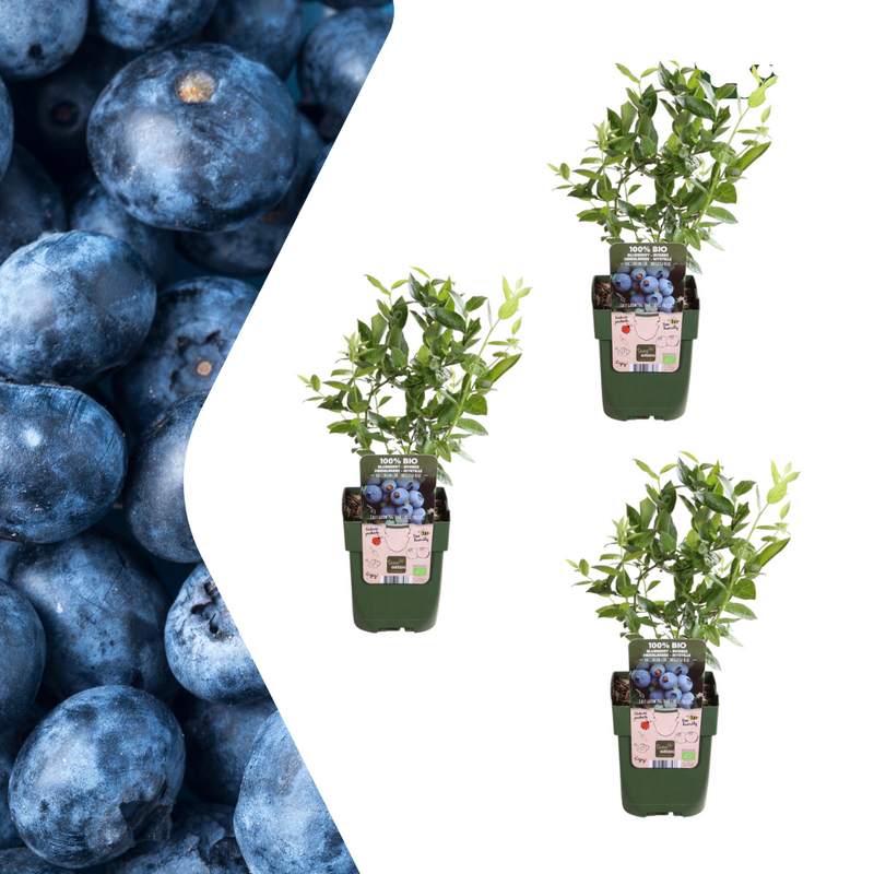3 BIO Heidelbeerpflanzen (Vaccinium corymbosum) – Ø 13cm, 20cm