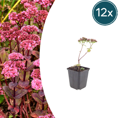12x Sedum 'Matrona' - 10-25cm hoch - Ø9cm Topf