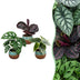 3x Baby Jungle Mix Tropisch - Alocasia, Calathea, Monstera Ø6cm Bild 1