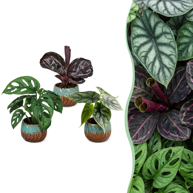 3x Baby Jungle Mix Tropisch - Alocasia, Calathea, Monstera Ø6cm