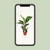 Strelitzia Nicolai (Giant Bird of Paradise) – Ø17cm, 70cm high Bild 5