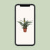 Exotic Pineapple Plant (Bromelia) – Tropical Flair for Your Home, 30cm Bild 5