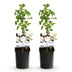 GreenboutiQ Climbing Rose 'New Dawn' - 2 Plants, Light Pink, easy to care for Bild 2