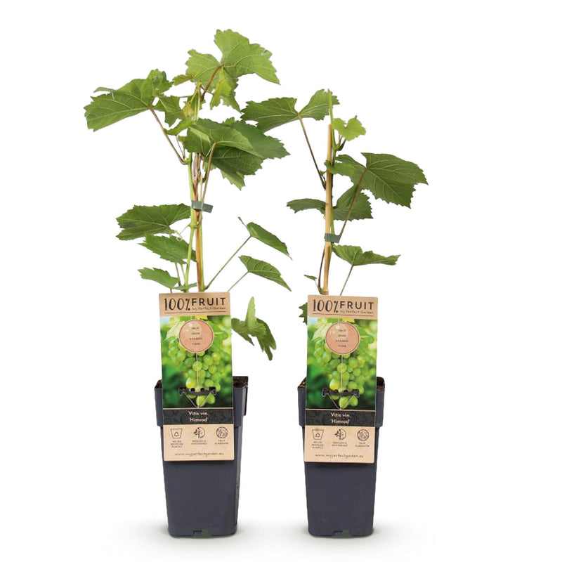 GreenboutiQ Weiße Trauben 'Himrod' - Kernlos, 2 Pflanzen im Topf