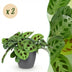 2x Maranta Fascinator Zebra Plant, Pot 12cm, Height 25cm Bild 1