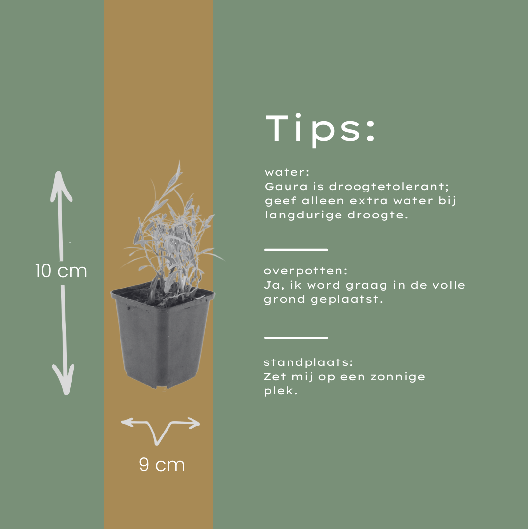 12x Gaura lindheimeri 'Prachtkerze' ↕10-25cm Ø9cm