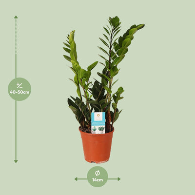 Zamioculcas Zamiifolia (ZZ-Pflanze) Ø14cm - ↕45cm
