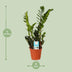 Zamioculcas Zamiifolia (ZZ Plant) Ø14cm - ↕45cm Bild 2