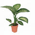 Dieffenbachia Seguine Tropic Snow - Ø19cm - ↕70cm Bild 1