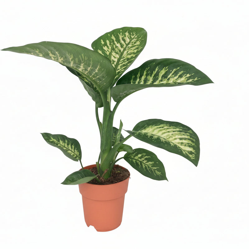 Dieffenbachia Seguine Tropic Snow - Ø19cm - ↕70cm