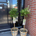 Euonymus fortunei 'Harlequin' Stamm-Pflanze, Grün-Weiße Blätter, 19cm Topf Bild 7