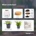 Pflanzenterrarium Emma Mini DIY-Kit mit Fittonia White Tiger Bild 3