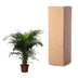 Dypsis Lutescens (Areca Palme) 230 cm – Tropisches Flair für Ihr Zuhause Bild 4