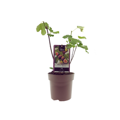 Ficus Bornholm Feigenbaum - Ø15cm - ↕40cm