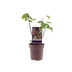 Ficus Bornholm Feigenbaum - Ø15cm - ↕40cm Bild 1