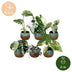 Baby Variegata Mix 6 Pflanzen - Tropisch - Ø6cm - 10-15cm Bild 5
