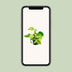 Epipremnum Marble Queen: Easy-care Houseplant with Marbling Bild 5
