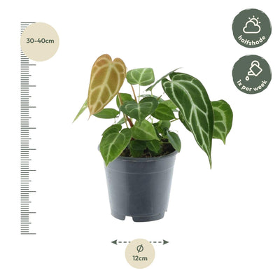 Anthurium Chrystallium - 35cm, ø12cm Topf