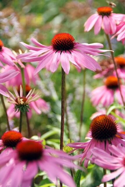 12x Echinacea 'Magnus' Staude (10-25cm) - Rosa Sonnenhut