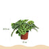 Green boutiQ - Zimmerpflanze - Maranta Fascinator Kerchoveana - Gebetsblatt - Haustierfreundlich - Grün - 4 Pflanzen - Topf 12cm - Höhe 30-35cm Bild 3