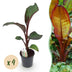 GreenboutiQ Bananenpflanze Ensete ventricosum Maurelli, 4 Pflanzen Bild 1