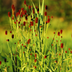 6x Sanguisorba 'Tanna' Perennials - 10-25cm, Ø9cm Bild 6