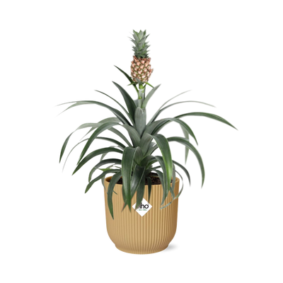 Ananas 'Mi Amigo' im ELHO Vibes Fold Topf 14cm gelb