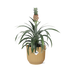 Ananas 'Mi Amigo' im ELHO Vibes Fold Topf 14cm gelb Bild 1