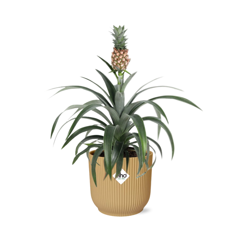Ananas 'Mi Amigo' im ELHO Vibes Fold Topf 14cm gelb