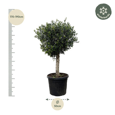 Olivenbaum Olea Europaea Lorc, 180cm, Stamm Ø50cm