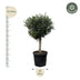 Olivenbaum Olea Europaea Lorc, 180cm, Stamm Ø50cm Bild 2