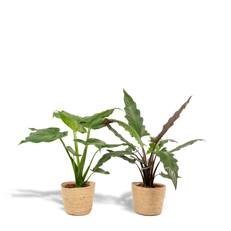 Alocasia Set: Cucullata & Lauterbachiana, Ø19cm, Ø19cm