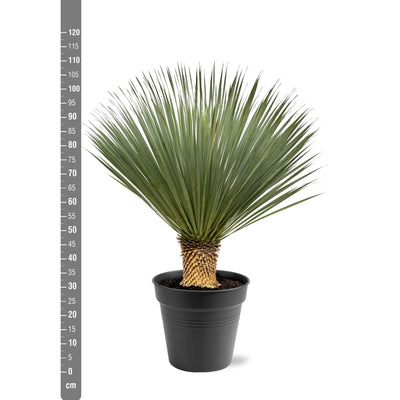 Yucca Rostrata Blaue Palmlilie, 100-120cm, 40cm Topf