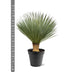 Yucca Rostrata Blaue Palmlilie, 100-120cm, 40cm Topf Bild 2