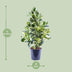 Clusia Rosea White Star - Ø24cm - ↕95cm Bild 2