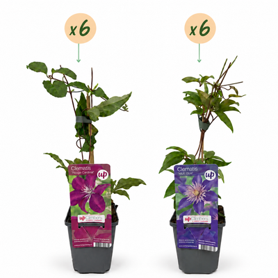 Clematis Duo Blau & Rot (12er Pack) - Kletterpflanze, Ø9cm