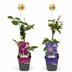 12x Clematis Duo Blue & Red - Waldrebe Duo Blau & Rot - Blau - Rot - Kletterpflanze - Ø9cm - ↕35cm Bild 2
