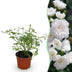 Garden Rose 'White Fairy' - Hardy, white rose in a 12cm pot Bild 1