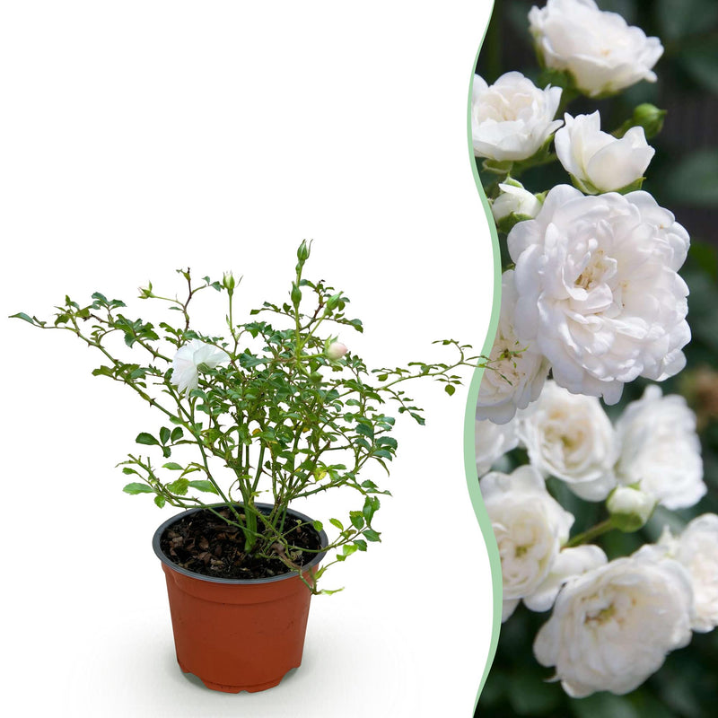Garden Rose 'White Fairy' - Hardy, white rose in a 12cm pot