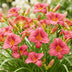 Green boutiQ - Perennial - Hemerocallis Summer Wine - Daylily - Bee and Butterfly Attractors - Purple - 6 Plants - Pot 11cm - Height 15-25cm Bild 5