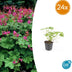 24x Geranium macr. 'Czakor' - ↕10-25cm - Ø9cm Bild 1