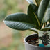 Green boutiQ Gummibaum Ficus Elastica Cloe - Grün, Topf 19cm, H 65cm Bild 4