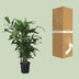 Caryota Mitis (Fishtail-Palme) - 120cm hoch, Ø24cm Topf Bild 4